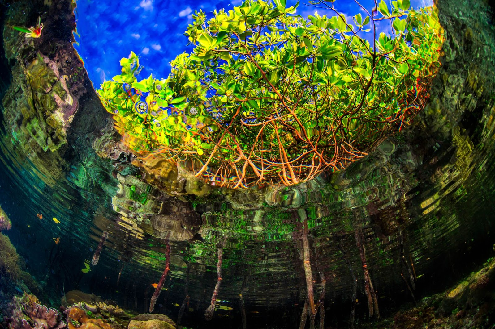 Mangroves. A view of mangroves from beneath the water. Brown roots lead up to bright green leaves, silhouetted against a bright blue sky, rooted in a rippled green water.
