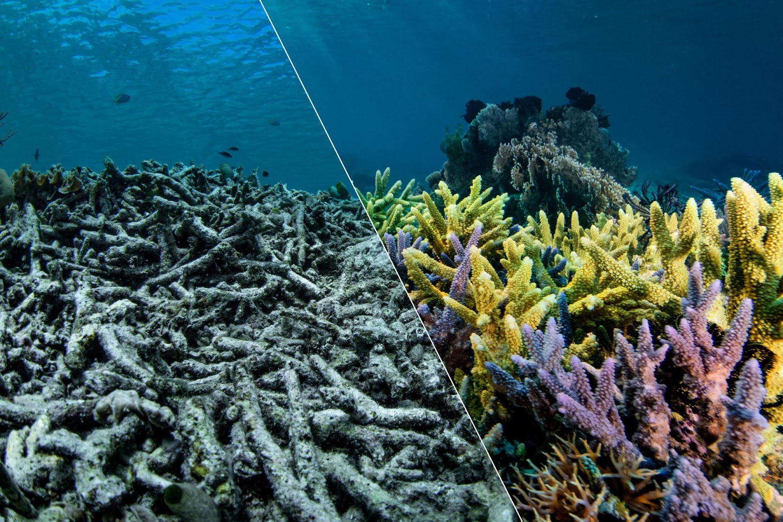 Before and after coral restoration near Komodo, Indonesia A picture of coral, divided in half: on the left the grey, colorless coral is collapsed as the sea ripples above it. On the right we see coral standing upright, vibrant in yellows and purples and pinks. A contrast between dying coral and healthy coral.